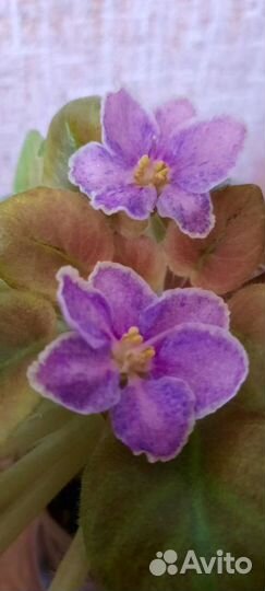 Фиалки-Новинки