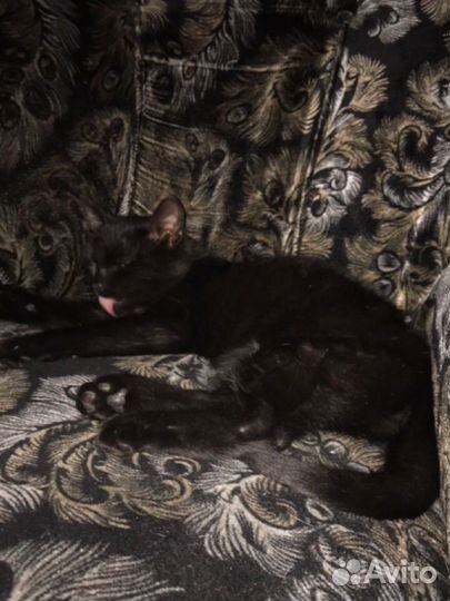 Котенок в добрые руки
