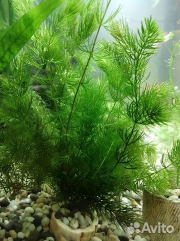 Роголистник