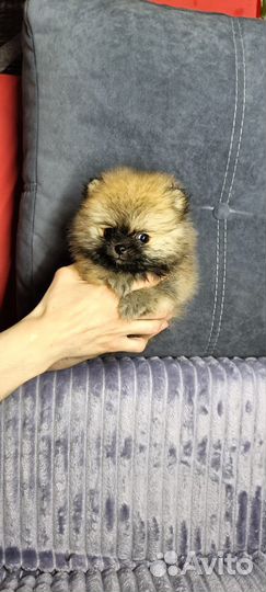 Померанский шпиц