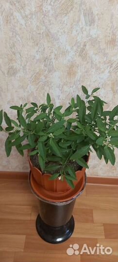 Соланум отросток