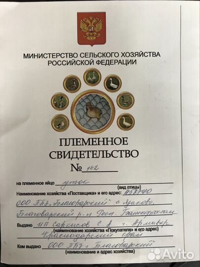 Яйцо утиное инкубационное