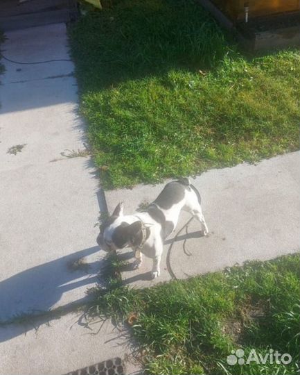 Французский бульдог щенки