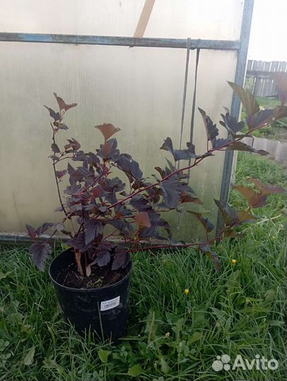 Пузыреплодник