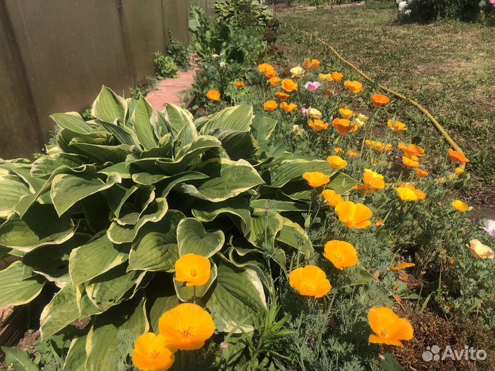 Пионы, Хоста