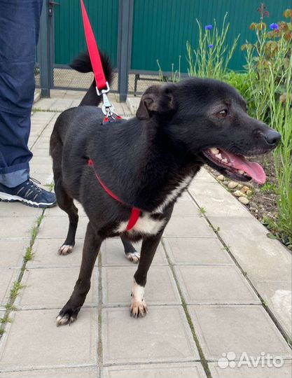 Дарю собака