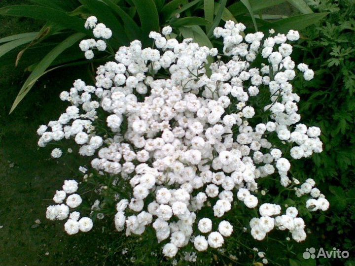 Тысячелистник жемчужница