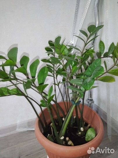 Драцена, Замиокулькас