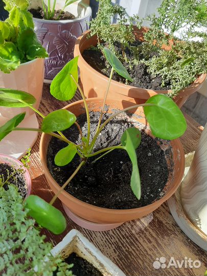 Пилея пеперомиевидная(монетка)