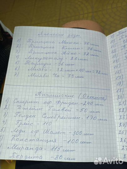 Саженцы роз