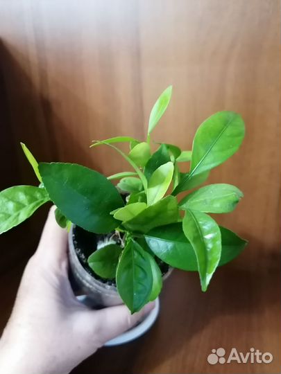 Флорариум из отростков цитрусовых