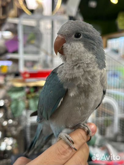 Попугай Калита монах квакер