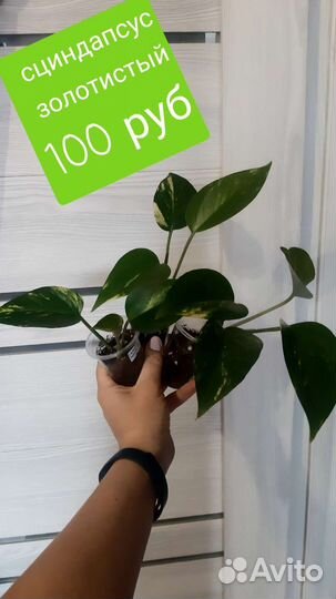 Сциндапсус эпипремнум