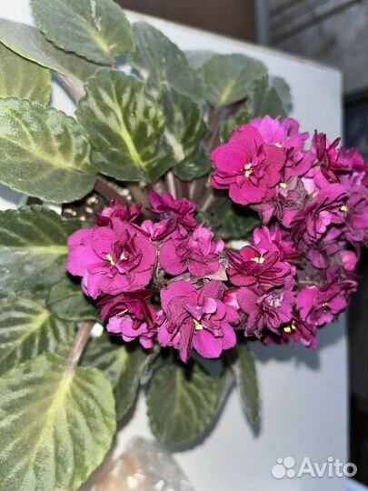 Сортовые фиалки взрослое растение