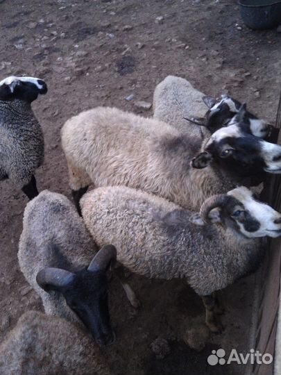 Продам овец