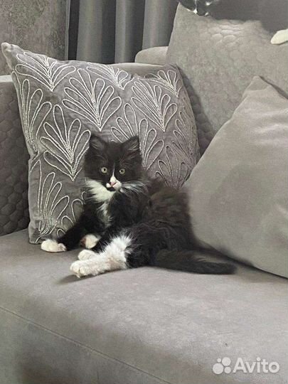 Пушистый котенок (маркиз) Дюша