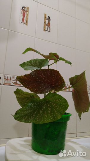 Коралловая бегония жемчужная декоративно цветущая