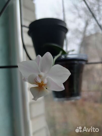 Орхидея фаленопсис mini