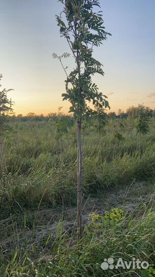 Деревья клён рябина липа