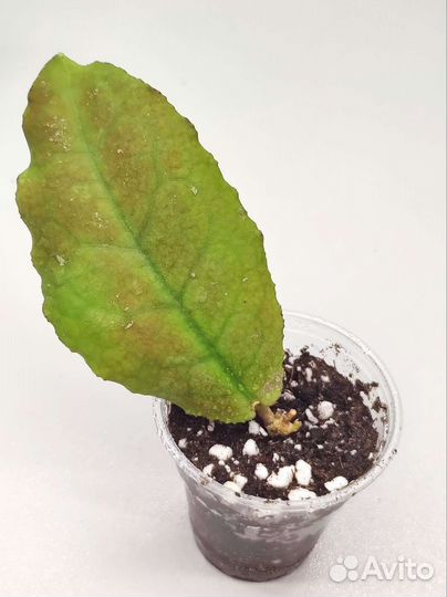 Хойя Ундулата (Hoya Undulata) короткий лист