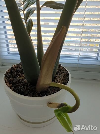 Замиокулькас, фикус Бенджамина