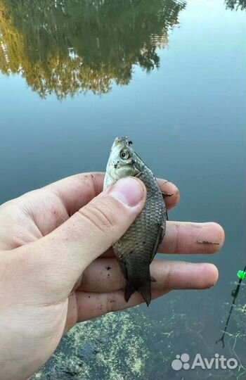 Живец для рыбалки