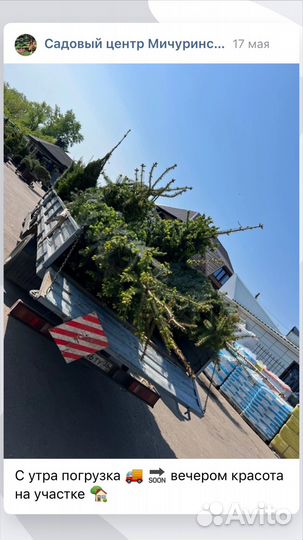 Декоративные растения для сада