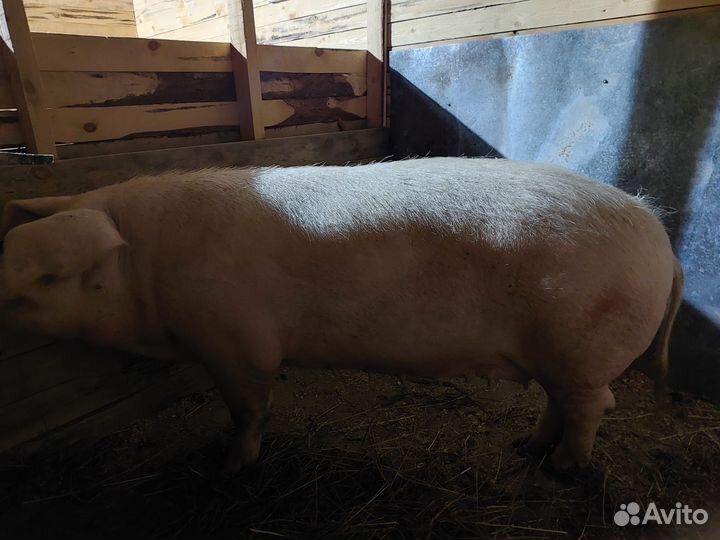 Свиноматка