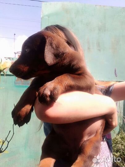 Щенки добермана