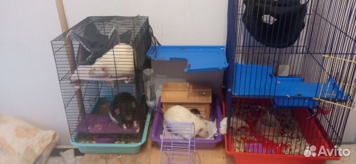 Декоративная крыса