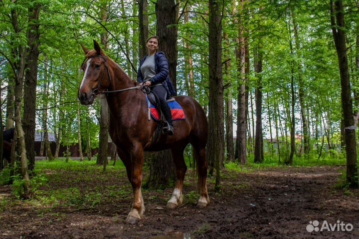 Кобылы тяжеловозные, пони, кареты, тележки, сани