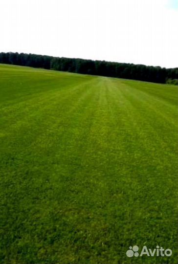 Рулонный газон 