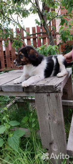 Невероятной красоты девочка, 2.5 мес