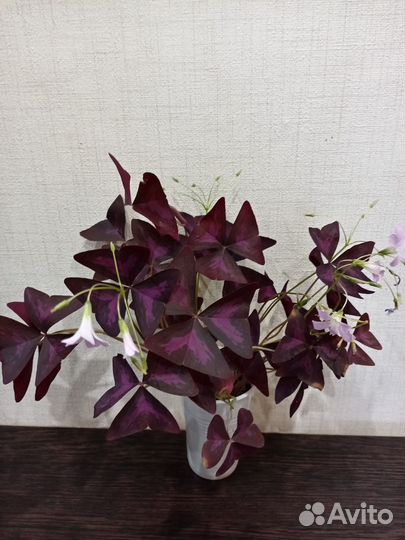 Кислица оксалис