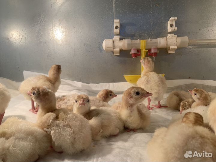 Индюшата в наличии подрощенные и суточные