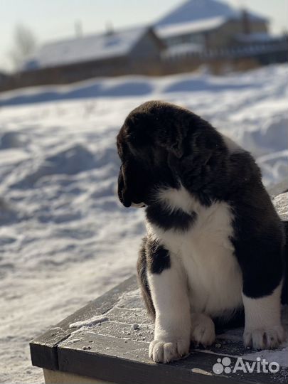 Среднеазиатская овчарка девочка