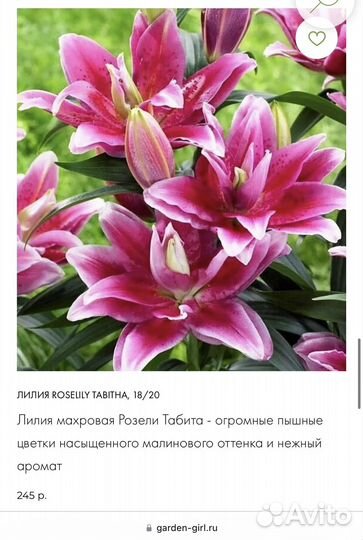 Розовидные Восточные Лилии, серии roselily