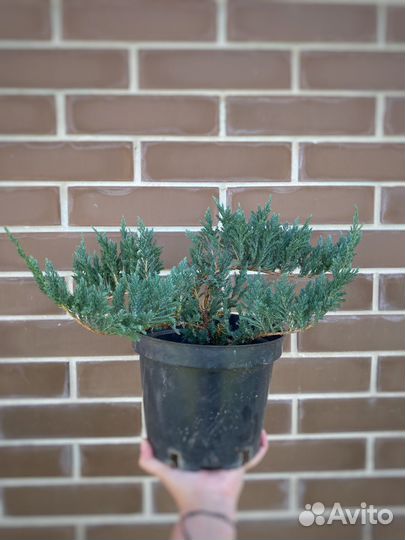 Можжевельник