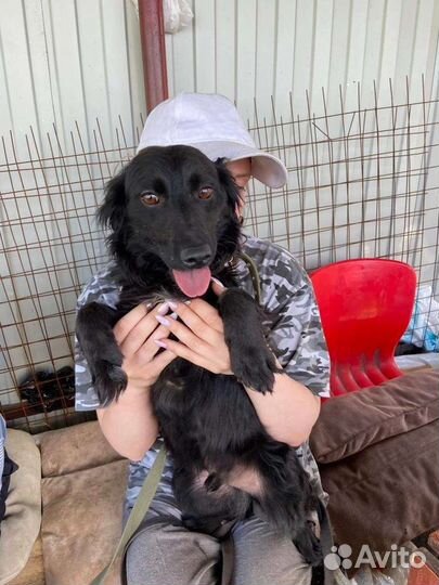 Небольшая собачка ищет дом