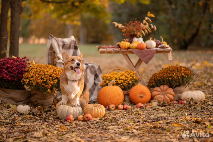 Фотограф. Фотосессия с корги. Осенняя фотосессия