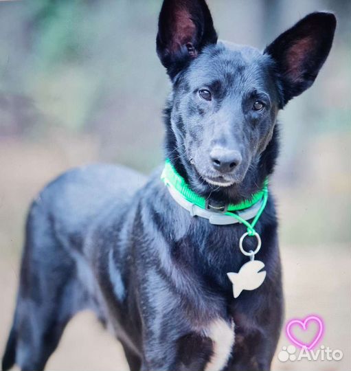 Пес в добрые руки