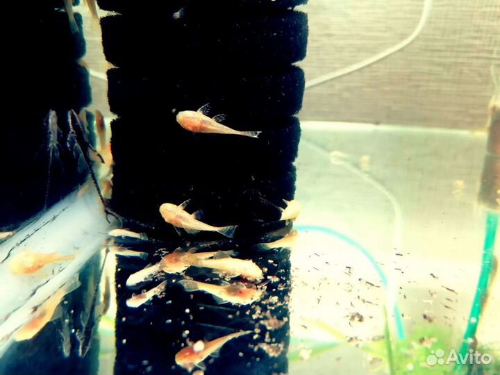 Сомики анциструсы, молодь своего разведения