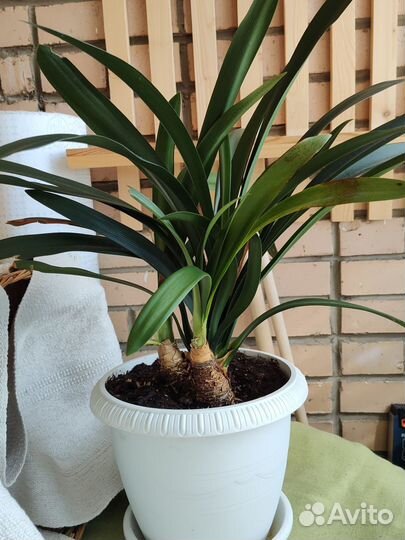 Комнатные цветы кливия