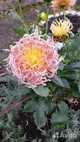 Георгины клубни