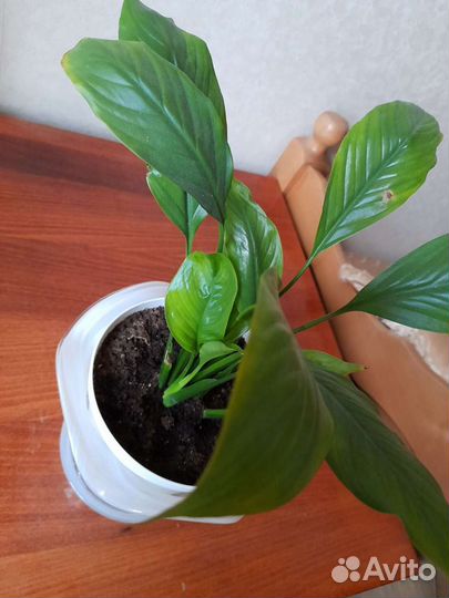 Спатифиллум