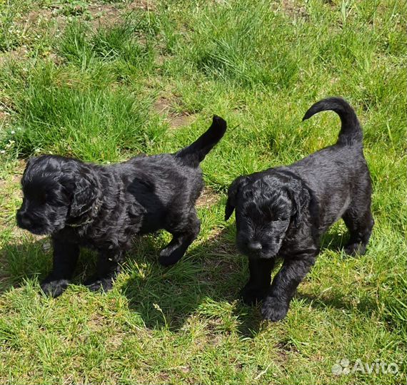 Русский черный терьер щенки