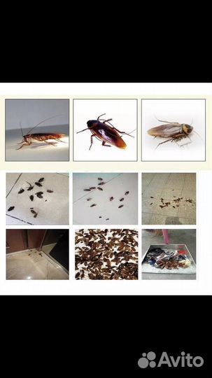 Отрава от тараканов