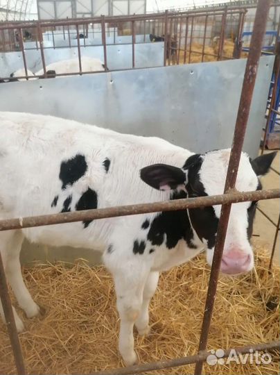 Бычки и телята