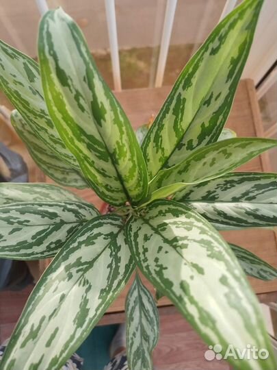 Аглаонема