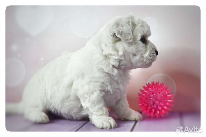 Щенки бишон фризе